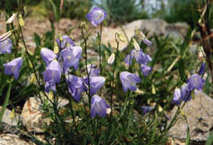 Campanula scheuchzeri